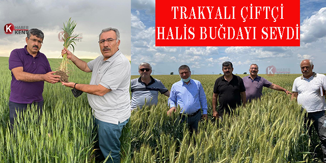 Halis Buğday, Trakya Çiftçisinin Yüzünü Güldürdü