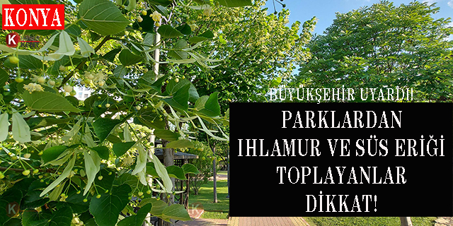 Parklardan Özellikle Ihlamur ve Süs Eriği Toplayanlar Dikkat!