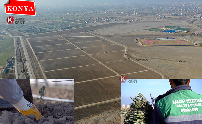 Karatay’da 200 Bin Lavanta Fidesi Daha Toprakla Buluştu