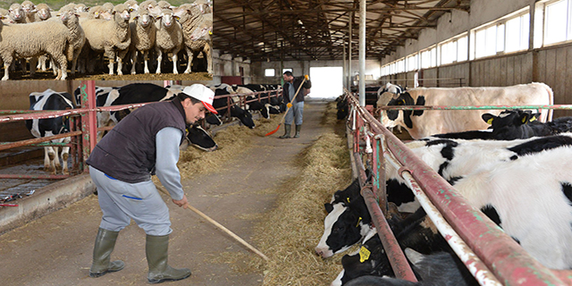 SÜ’de geleceğin veteriner hekimleri, uygulama çiftliğinde eğitim görüyor