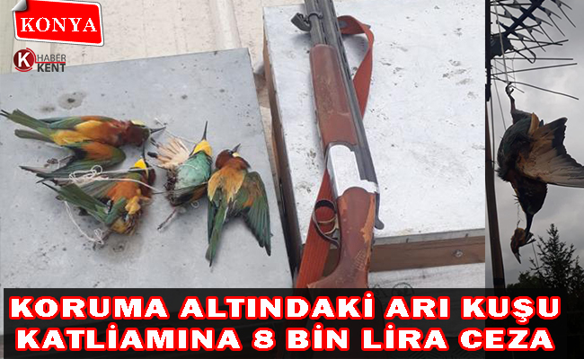 Koruma Altındaki Arı Kuşu Katliamına 8 Bin Lira Ceza