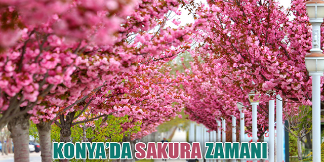 Konya’da Sakura zamanı