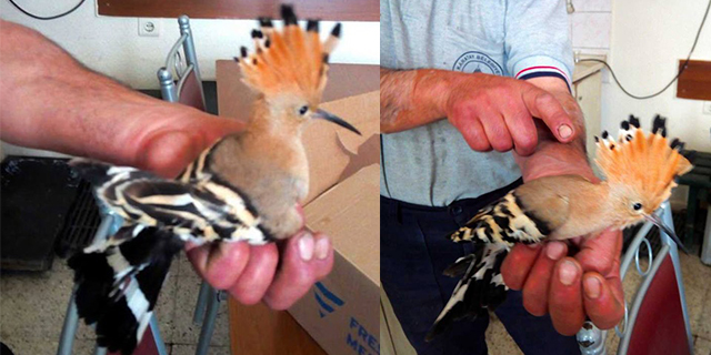 Yaralı ibibik kuşu, koruma altına alındı