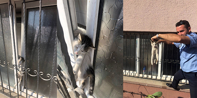 Pencereye sıkışan kediyi zabıta kurtardı