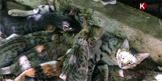 Yetim Kalan Yavruları da Kendi Yavruları Gibi Besliyor