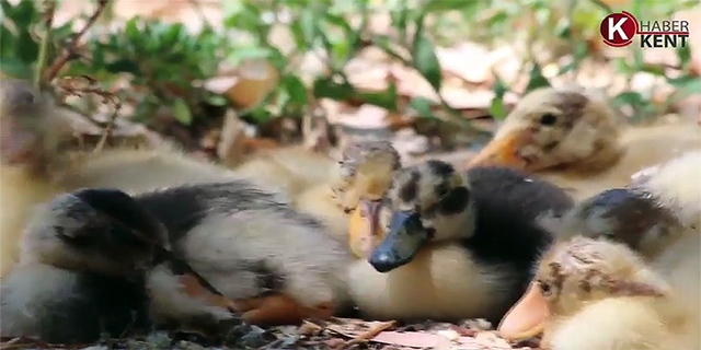 SEVİMLİ Mİ SEVİMLİ ÖRDEK YAVRULARININ UYKUSU GELİNCE…