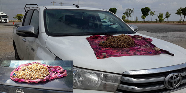 Otomobilin stepnesinde 3 kilogram kaçak salep soğanı ele geçirildi