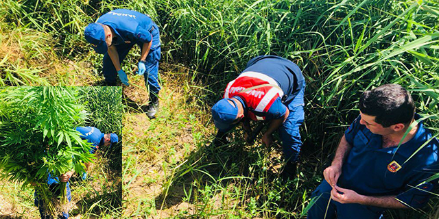 Jandarmadan kenevir operasyonu