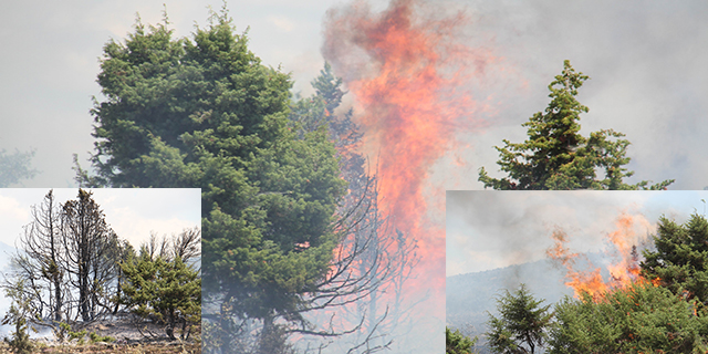 Konya’da orman yangını