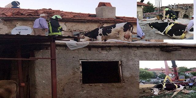 300 kiloluk inek çatıya çıktı