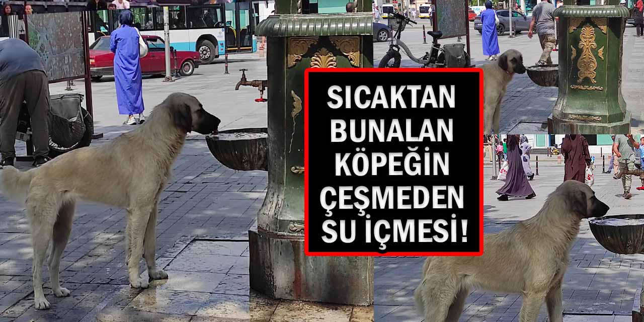 Sıcaktan Bunalan Köpeğin Çeşmeden Su İçmesi Objektiflere Böyle Yansıdı!