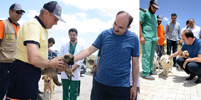 Konya’da başıboş köpekler ücret ödenerek sahiplendiriliyor