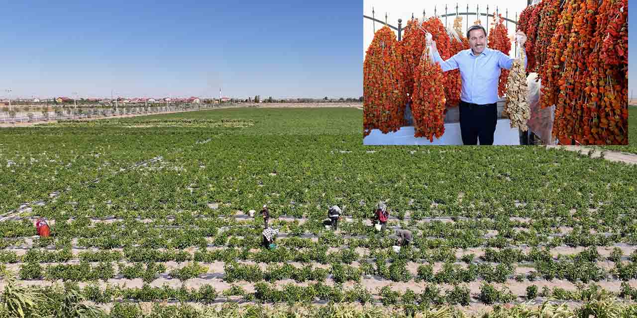Binlerce Yıllık Ata Tohumları Karatay’da Hayat Buluyor