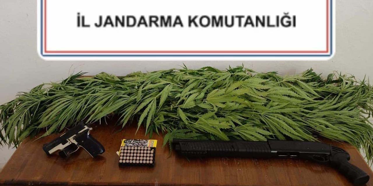 Konya’da Mısır Tarlasına İzinsiz Kenevir Ekmişler: 2 Gözaltı