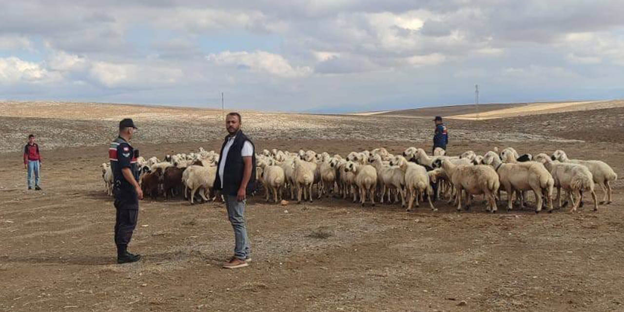Kaybolan 93 Küçükbaş Hayvanı Jandarma Buldu