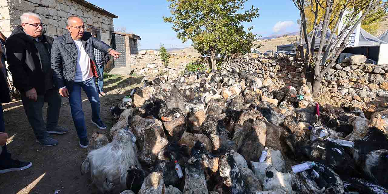 Yüzyıllardır ‘Mağaradan Peynir Çıkarma” Geleneği Şölene Dönüştü