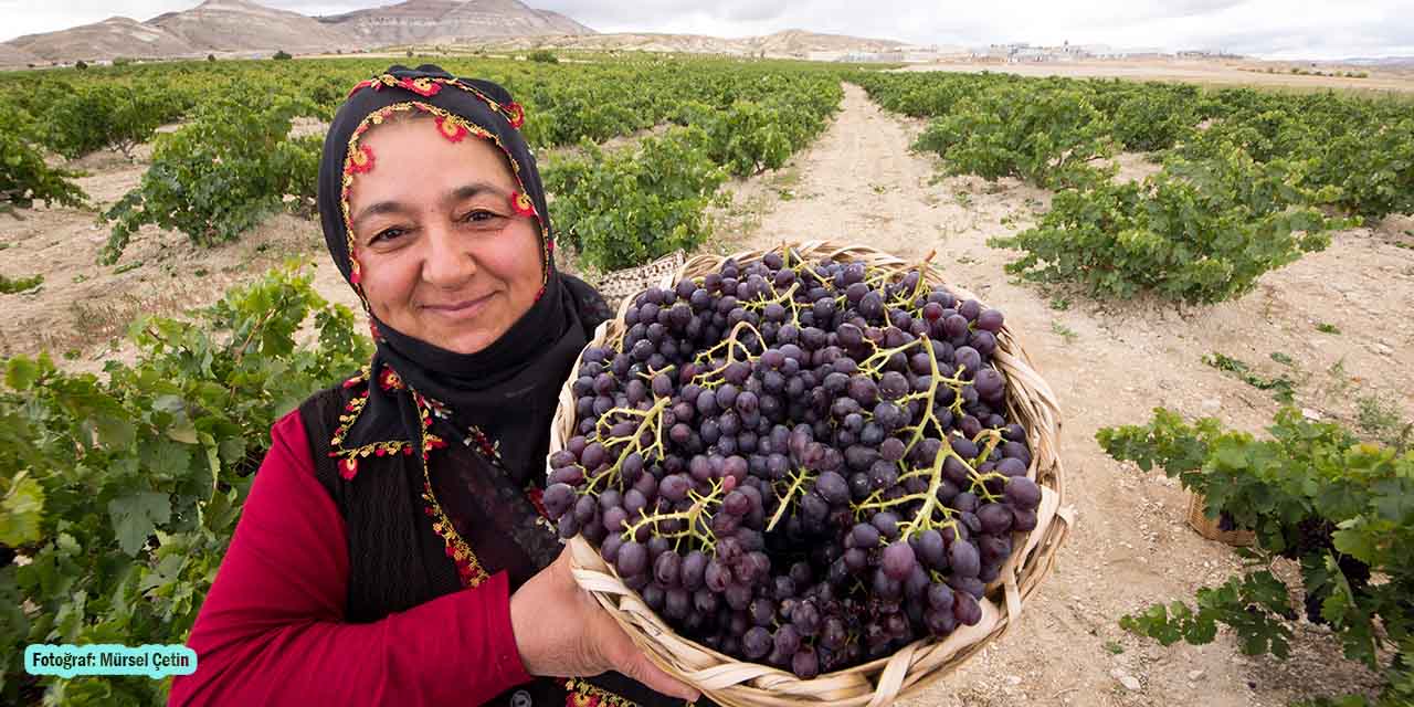 Kapadokya’nın Verimli Topraklarında Yetişen Üzümlerin Lezzeti Sınırları Aştı!