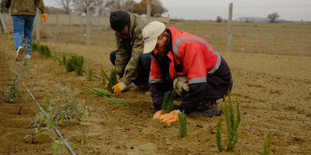 Akşehir’de 5 Bin 500 Lavanta Fidanı Toprakla Buluşturuldu