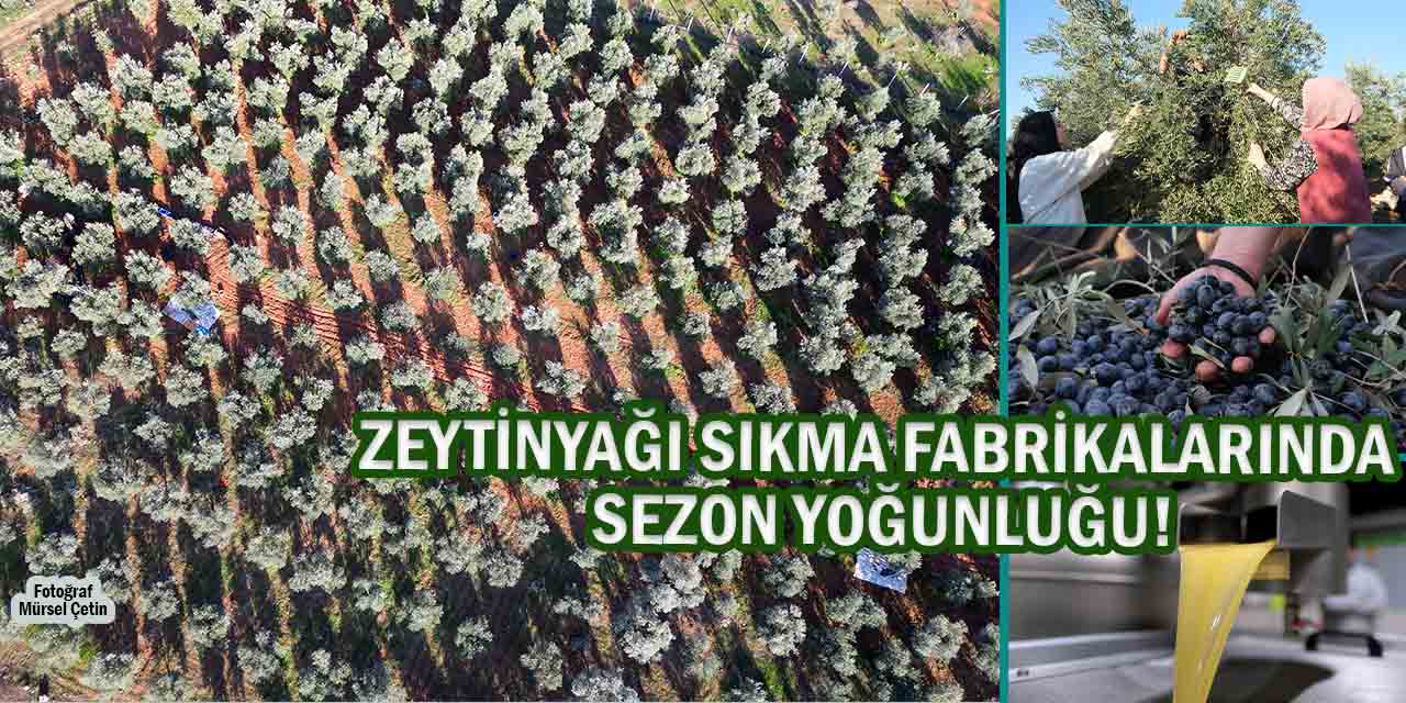 Zeytinyağı Fabrikaları Tam Kapasite Çalışıyor: Zeytinler Adeta ‘Altın Sıvı’ya Dönüştürüyor!