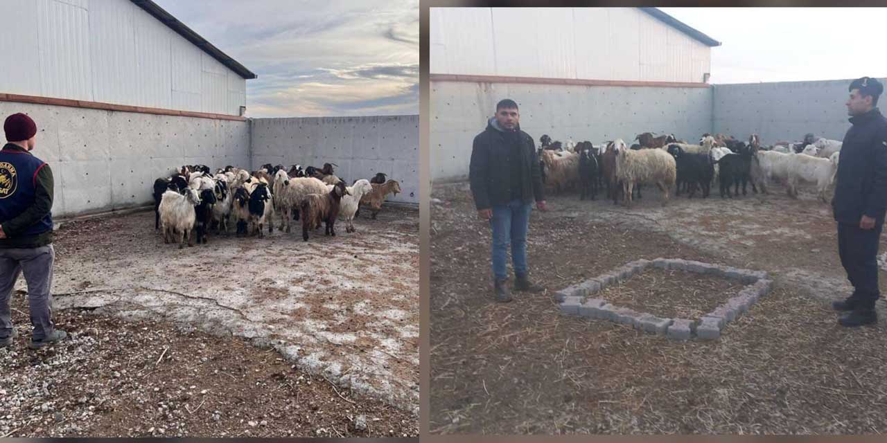 Konya’da Jandarma Ekipleri, Hem Çalınan Hayvanları Buldu Hem Hırsızları Yakaladı