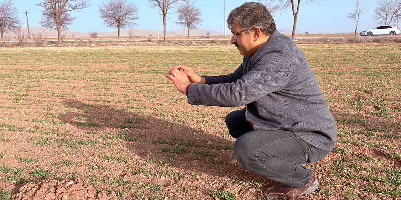 Azalan Su Kaynaklarına Karşı Sorgum Hamlesi