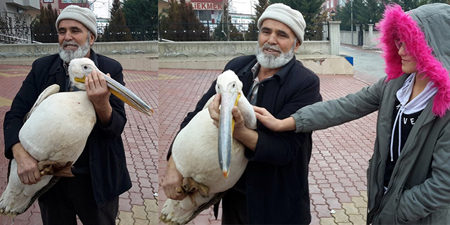 Yaralı Pelikanı Evinde Misafir Etti, Balıkla Besledi