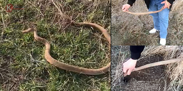 Yılanı Başından Tutup Fare Deliğine Bıraktı