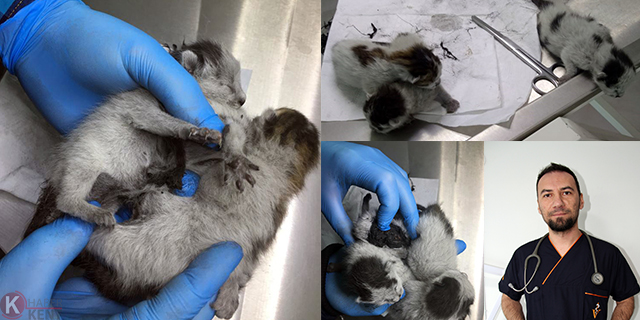 Yapışık dördüz yavru kediler ameliyatla birbirinden ayrıldı