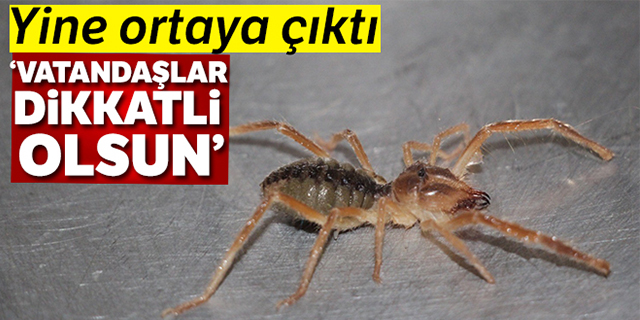 Et yiyen örümcek yine ortaya çıktı