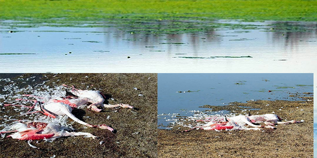 Akgöl’de flamingolar vurulmuş ve parçalanmış halde bulundu