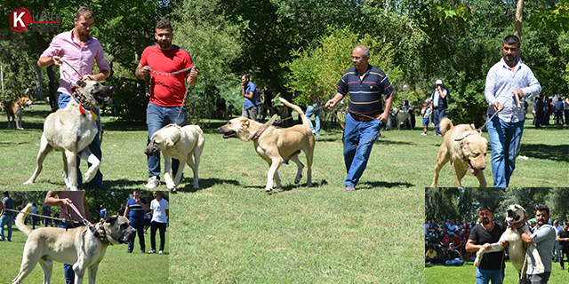 Türk çoban, av ve bekçi köpekleri Ereğli'de yarıştı