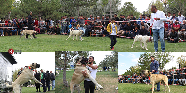 Konya’da çoban köpekleri yarıştı