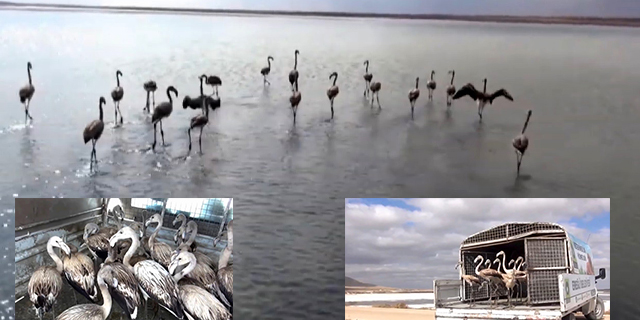 Yavru flamingolar kurtarılarak göle bırakıldı