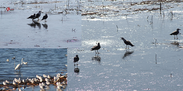 Beyşehir Gölü’nde su kuşlarının zorlu yaşamı