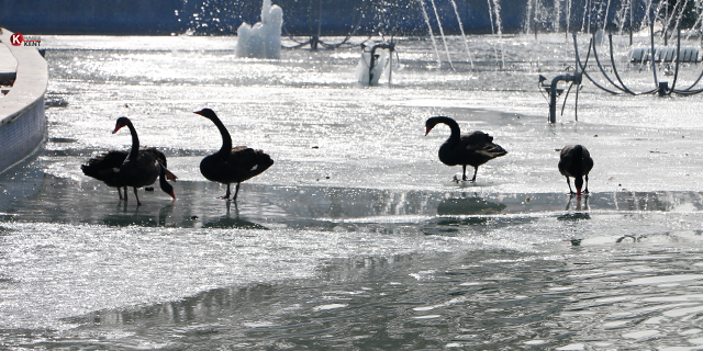 Buz tutan havuzda kuğuların yürüme mücadelesi renkli görüntüler oluşturdu