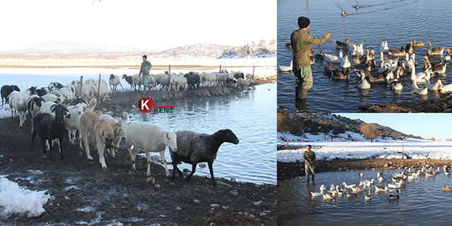 Üniversiteli besici kazlı ördekli çiftliğinde hayvanlarının çobanlığını yapıyor
