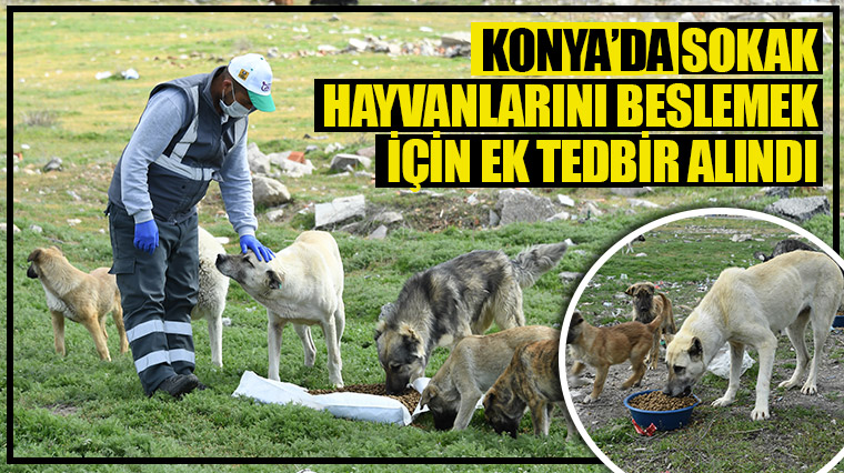 Konya’da sokak hayvanlarını beslemek için ek tedbir alındı