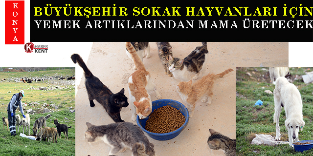 Konya Büyükşehir sokak hayvanları için yemek artıklarından mama üretecek