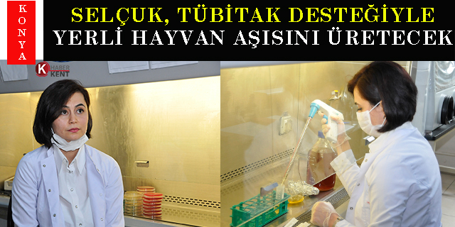 Selçuk Üniversitesi TÜBİTAK desteğiyle yerli hayvan aşısını üretecek