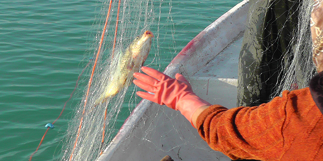 “Anadolu’ya Ağ Atanlar: Kadın Balıkçılar” Projesi
