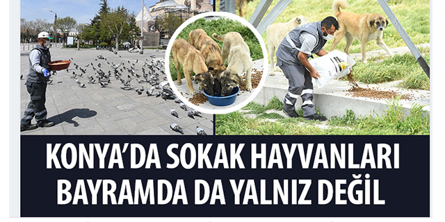 Konya’da sokak hayvanları bayramda da yalnız bırakılmadı