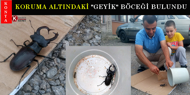 Konya'da, koruma altındaki "geyik böceği” bulundu