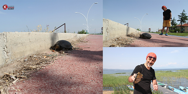Kaplumbağaların göle geçişine “beton set” engeli