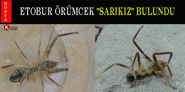 Konya'da Etobur Örümcek ‘Sarıkız’ Bulundu