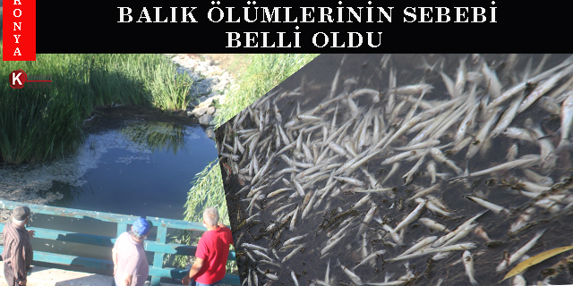 Konya’da balık ölümlerinin sebebi belli oldu