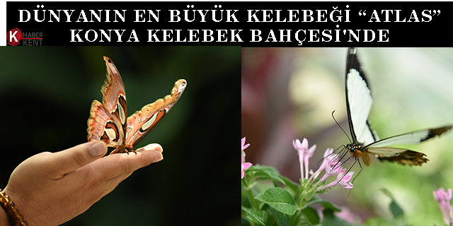 Dünyanın en büyük kelebeği “Atlas” Konya Tropikal Kelebek Bahçesi’nde