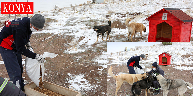 Soğuk Kış Günleri’nde Meram’da Sokak Hayvanları İçin Seferber Olundu