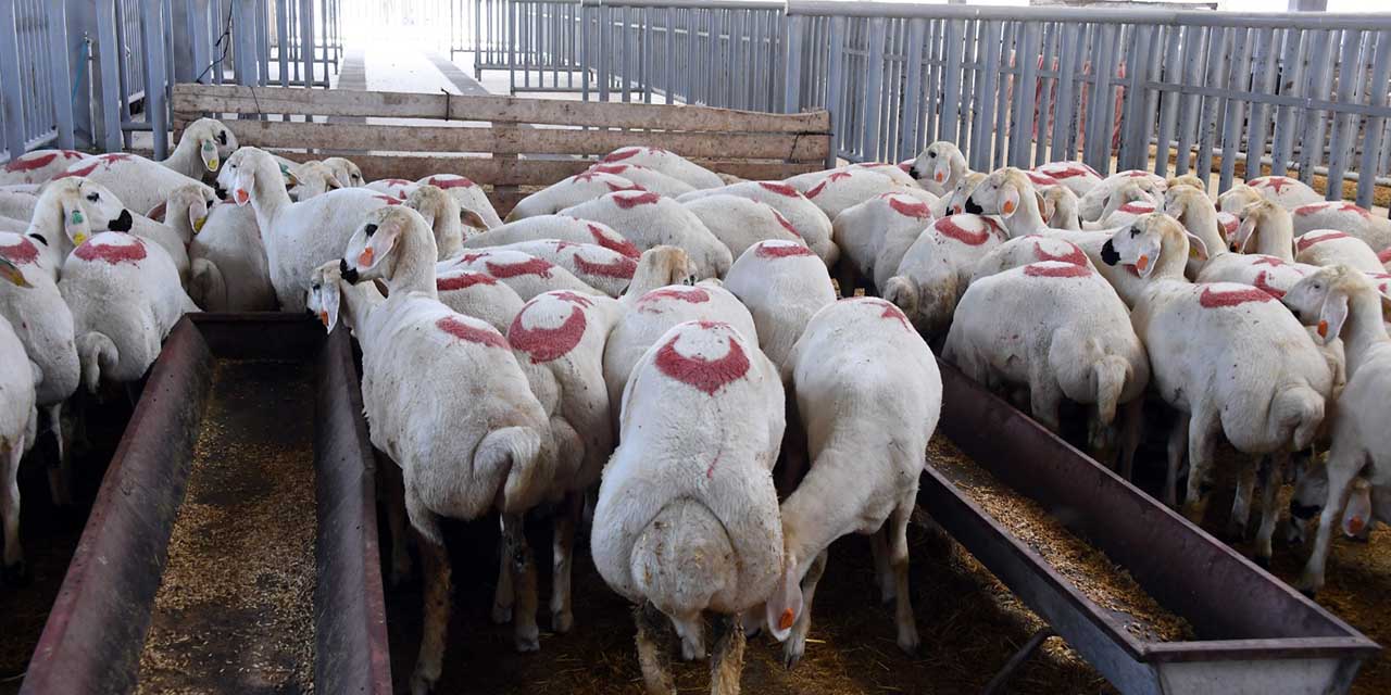 2hazr-buyuksehir-bayram3.jpg